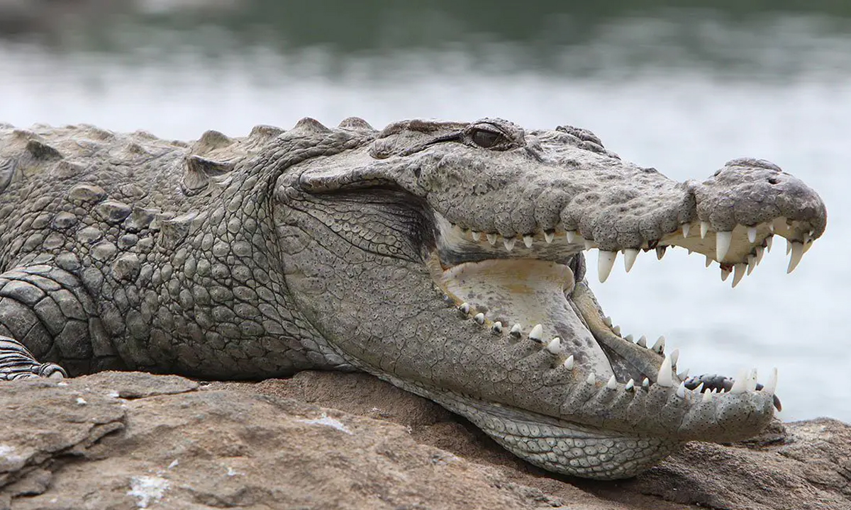 crocodile attack । చేపలు పట్టేందుకు వెళితే.. మొసలి పట్టుకుపోయింది.. crocodile attack । చేపలు పట్టేందుకు వెళితే.. మొసలి పట్టుకుపోయింది..