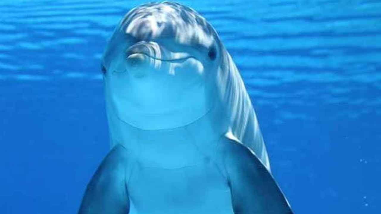 Dolphins | శృంగార కోరికలు ఎక్కువై.. మనషులపై డాల్ఫిన్ దాడులు Dolphins | శృంగార కోరికలు ఎక్కువై.. మనషులపై డాల్ఫిన్ దాడులు