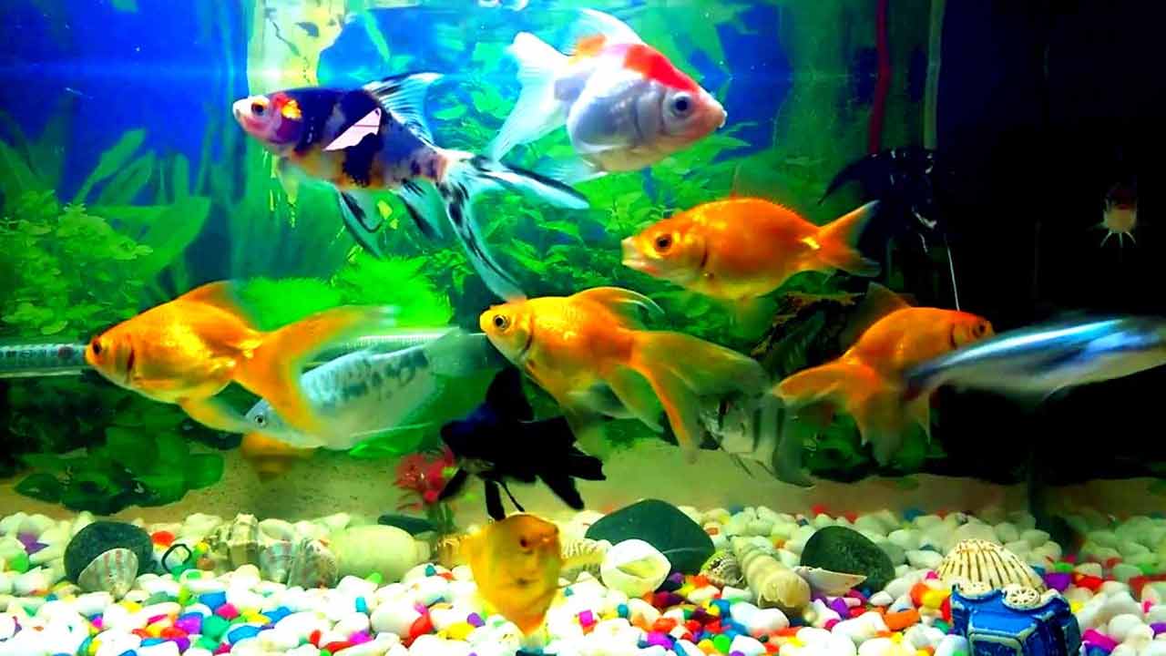 Fish Aquarium | ఇంట్లో ఫిష్ అక్వేరియంతో ఆర్థిక ప్రయోజనాలెన్నో..! కానీ కచ్చితంగా 9 చేపలు ఉండాల్సిందే..!! Fish Aquarium | ఇంట్లో ఫిష్ అక్వేరియంతో ఆర్థిక ప్రయోజనాలెన్నో..! కానీ కచ్చితంగా 9 చేపలు ఉండాల్సిందే..!!