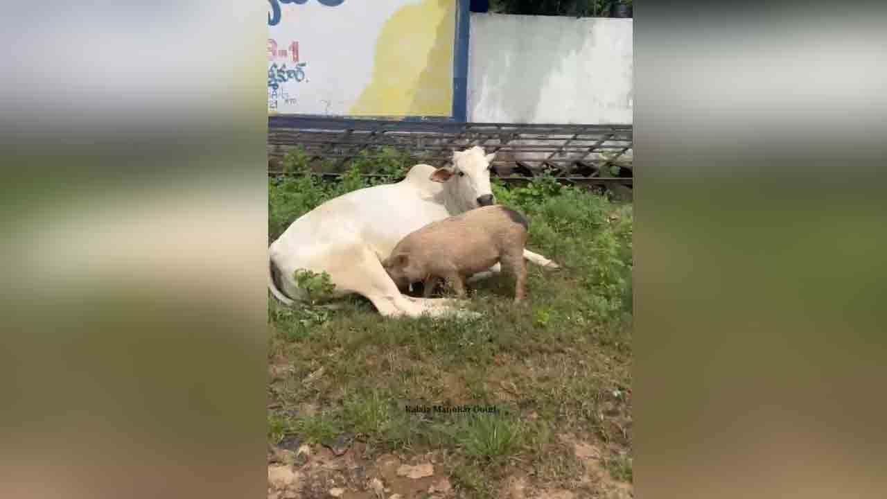 పందికి పాలిచ్చిన ఆవు.. గోమాత మాతృత్వంపై నెటిజన్ల ప్రశంసలు పందికి పాలిచ్చిన ఆవు.. గోమాత మాతృత్వంపై నెటిజన్ల ప్రశంసలు