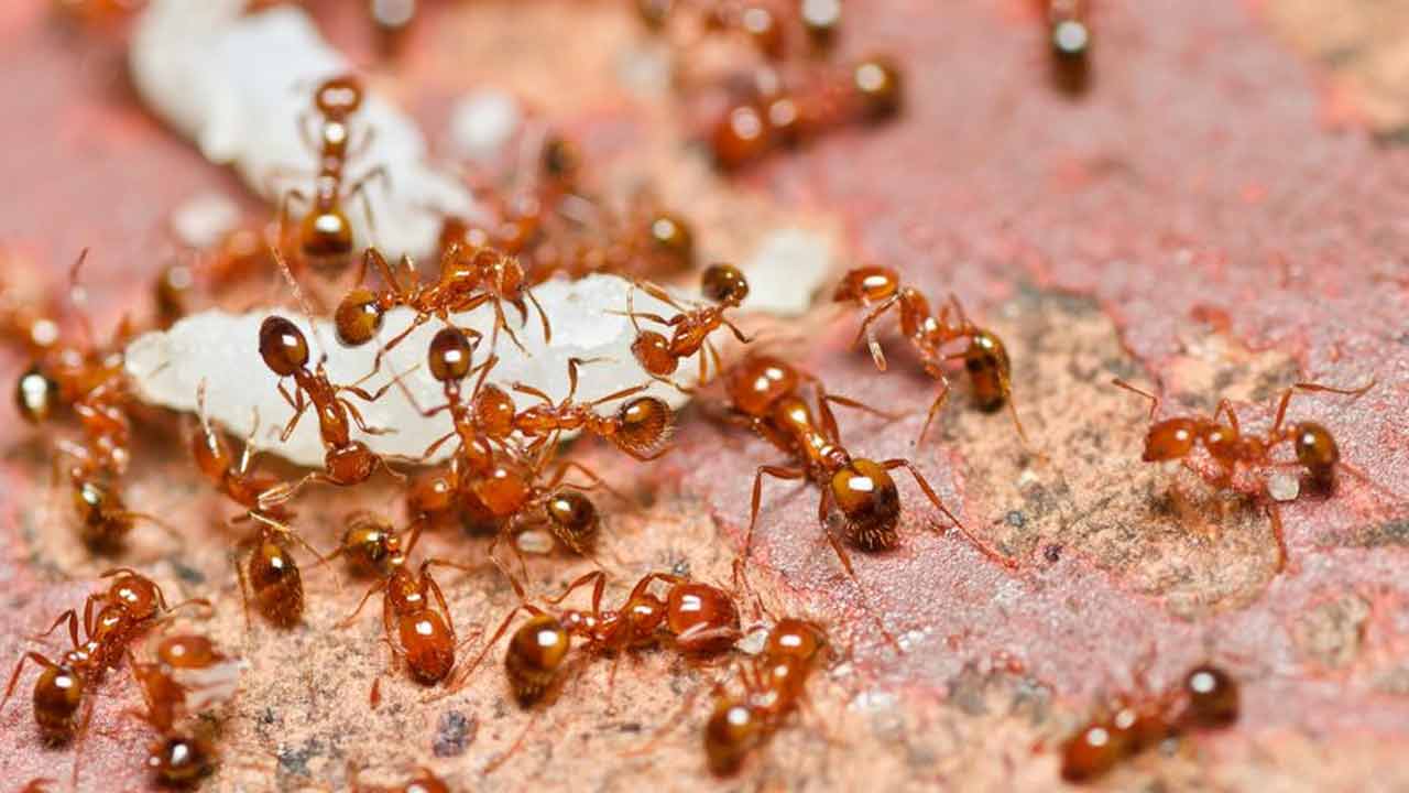 Money Remedies | ధనం రెట్టింపు కావాలంటే.. ఈ మూడింటిని చీమలకు ఆహారంగా పెట్టండి..! Money Remedies | ధనం రెట్టింపు కావాలంటే.. ఈ మూడింటిని చీమలకు ఆహారంగా పెట్టండి..!