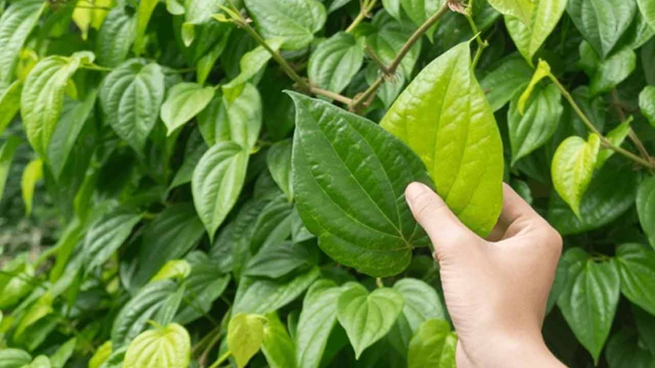 Betel Plant | తమలపాకు మొక్కను ఈ దిశలో పెంచితే.. ఆ ఇంట్లో డబ్బుకు లోటే ఉండదట..!! Betel Plant | తమలపాకు మొక్కను ఈ దిశలో పెంచితే.. ఆ ఇంట్లో డబ్బుకు లోటే ఉండదట..!!