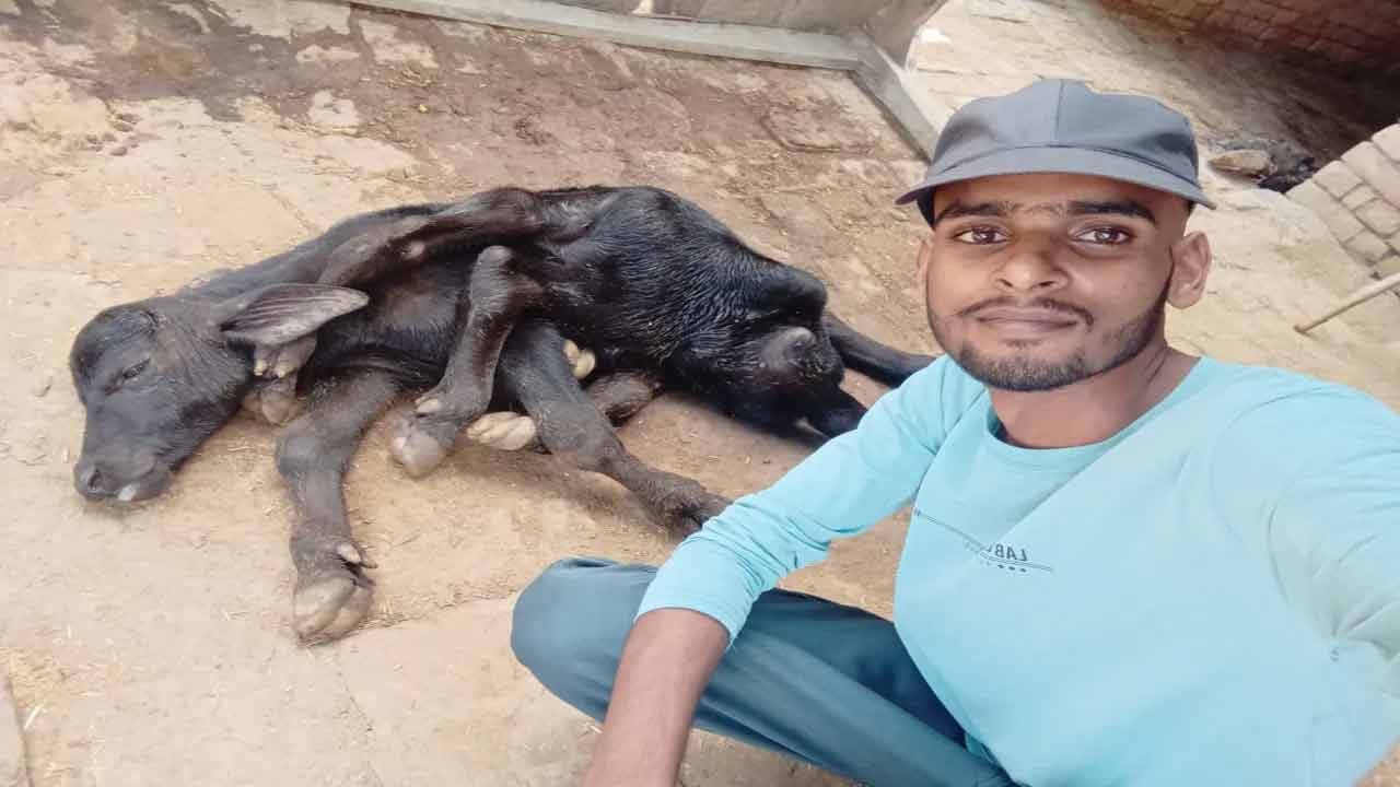 Ayodhya Buffalo | 8 కాళ్ల దూడకు జన్మనిచ్చిన అయోధ్య బర్రె..! అది ఆడనా..? మరి మగనా..? Ayodhya Buffalo | 8 కాళ్ల దూడకు జన్మనిచ్చిన అయోధ్య బర్రె..! అది ఆడనా..? మరి మగనా..?