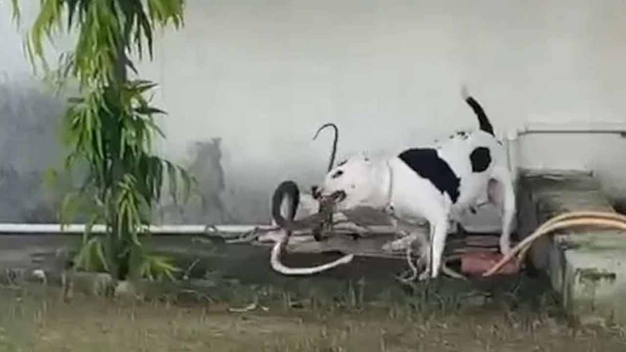 Dog vs Cobra | రియల్ హీరో ఈ శునకమే.. బుసలు కొడుతున్న నాగుపామును నేలకేసి కొట్టింది.. వీడియో Dog vs Cobra | రియల్ హీరో ఈ శునకమే.. బుసలు కొడుతున్న నాగుపామును నేలకేసి కొట్టింది.. వీడియో