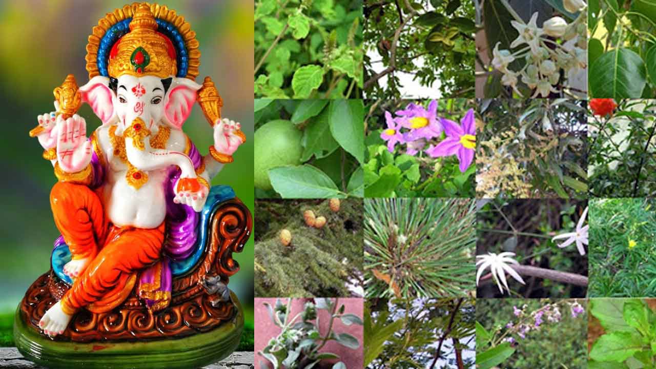 Vinayaka Chavithi | గణనాథుడిని 21 రకాల ఆకులతో ఎందుకు పూజిస్తారో తెలుసా..? శాస్త్రీయ కారణం ఇదే..? Vinayaka Chavithi | గణనాథుడిని 21 రకాల ఆకులతో ఎందుకు పూజిస్తారో తెలుసా..? శాస్త్రీయ కారణం ఇదే..?