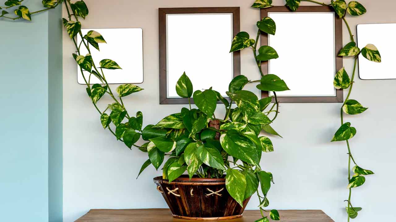 Money Plant | మనీ ప్లాంట్ను ఈ దిశలో ఉంచుతున్నారా..? అయితే వైవాహిక జీవితంలో విభేదాలు తప్పవు..!! Money Plant | మనీ ప్లాంట్ను ఈ దిశలో ఉంచుతున్నారా..? అయితే వైవాహిక జీవితంలో విభేదాలు తప్పవు..!!