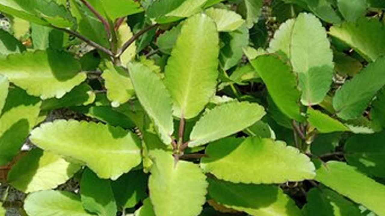 Ranapala Plant | మీ జుట్టు రాలిపోతుందా..? తెల్లజుట్టుతో బాధపడుతున్నారా..? మరి చింతేందుకు ఈ ఆకు ఉండగా..? Ranapala Plant | మీ జుట్టు రాలిపోతుందా..? తెల్లజుట్టుతో బాధపడుతున్నారా..? మరి చింతేందుకు ఈ ఆకు ఉండగా..?