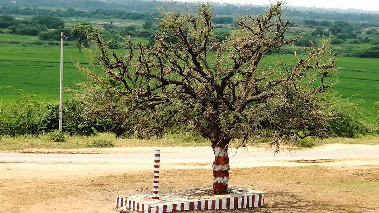 Jammi Chettu | దసరా రోజున.. జమ్మి చెట్టుకు పూజ ఎలా చేయాలో తెలుసా..? Jammi Chettu | దసరా రోజున.. జమ్మి చెట్టుకు పూజ ఎలా చేయాలో తెలుసా..?