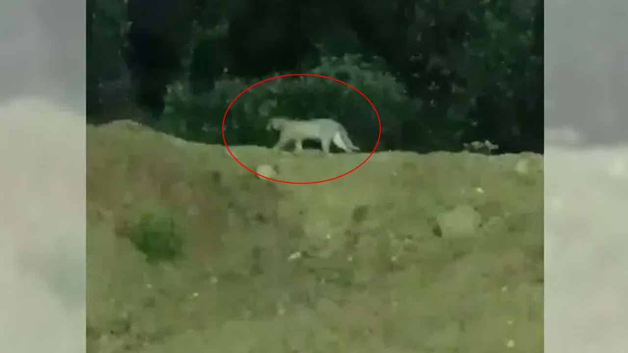 Leopard | మియాపూర్ మెట్రో స్టేషన్ వద్ద చిరుతపులి సంచారం.. వీడియో Leopard | మియాపూర్ మెట్రో స్టేషన్ వద్ద చిరుతపులి సంచారం.. వీడియో
