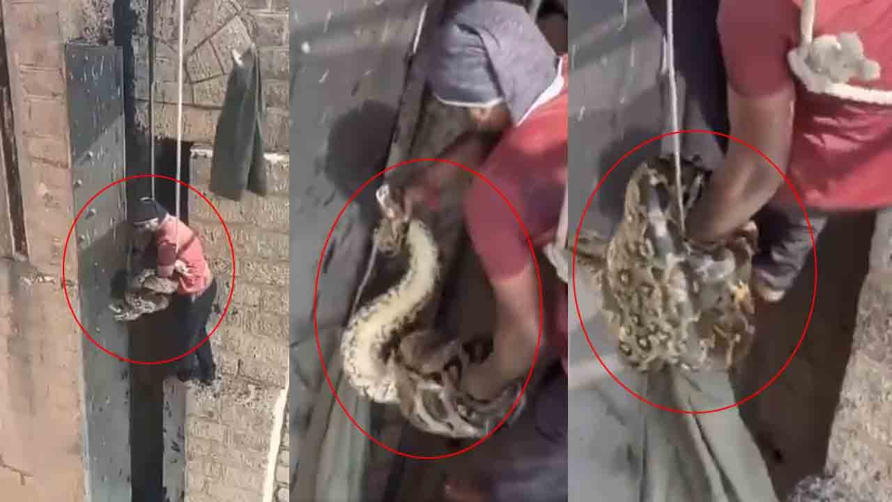 Python | కొండచిలువను కాపాడేందుకు.. ప్రాణాలను లెక్కచేయని స్నేక్ సొసైటీ సభ్యుడు Python | కొండచిలువను కాపాడేందుకు.. ప్రాణాలను లెక్కచేయని స్నేక్ సొసైటీ సభ్యుడు