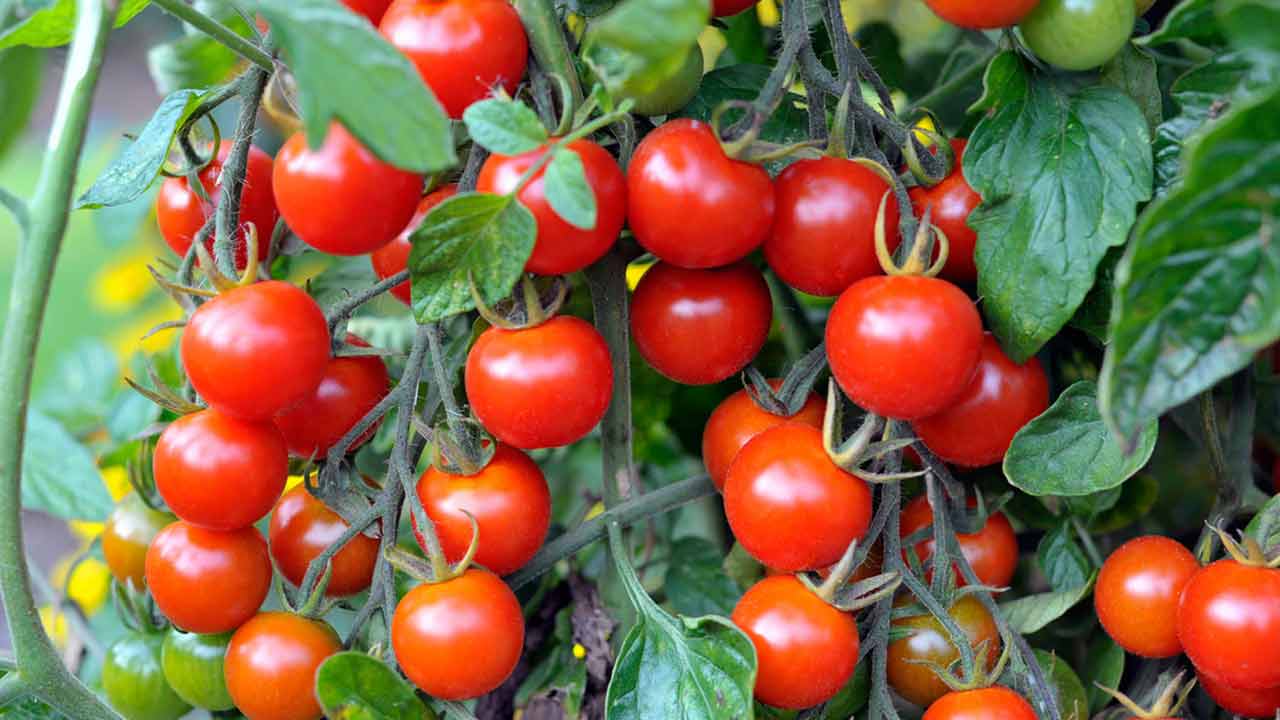 Tomato Prices | దసరా వేళ భారీగా పెరిగిన టమాటా ధర.. కిలో రూ. 100 పైనే..! Tomato Prices | దసరా వేళ భారీగా పెరిగిన టమాటా ధర.. కిలో రూ. 100 పైనే..!