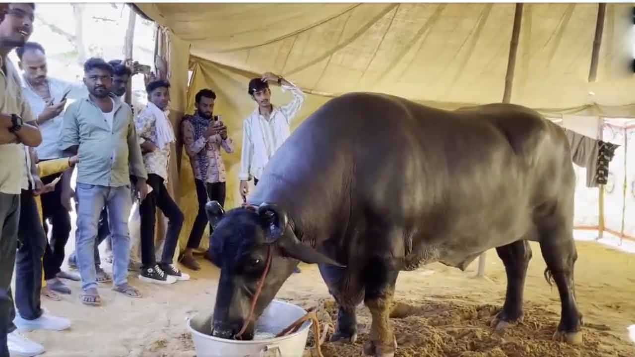 Anmol | ఆ దున్నపోతు ఖరీదు అక్షరాలా రూ. 23 కోట్లు..! దాని వీర్యానికి కూడా భలే డిమాండ్..!! Anmol | ఆ దున్నపోతు ఖరీదు అక్షరాలా రూ. 23 కోట్లు..! దాని వీర్యానికి కూడా భలే డిమాండ్..!!