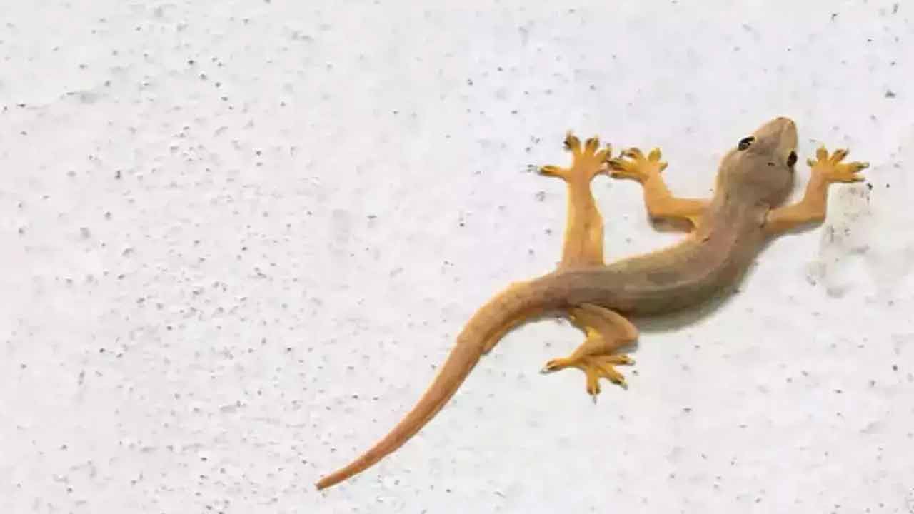 Lizards in Home | మీ ఇంట్లో బల్లుల బెడదా ఉందా..? ఈ మొక్కలుంటే అవి దెబ్బకు పరార్..! Lizards in Home | మీ ఇంట్లో బల్లుల బెడదా ఉందా..? ఈ మొక్కలుంటే అవి దెబ్బకు పరార్..!