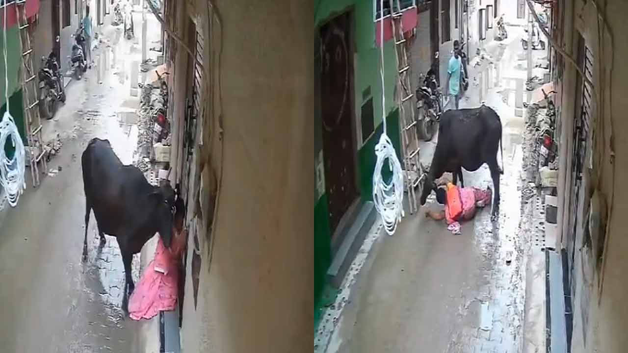 Viral Video | ఎద్దునే ఎదురించి.. ప్రాణాలు కాపాడుకున్న మహిళ.. Viral Video | ఎద్దునే ఎదురించి.. ప్రాణాలు కాపాడుకున్న మహిళ..