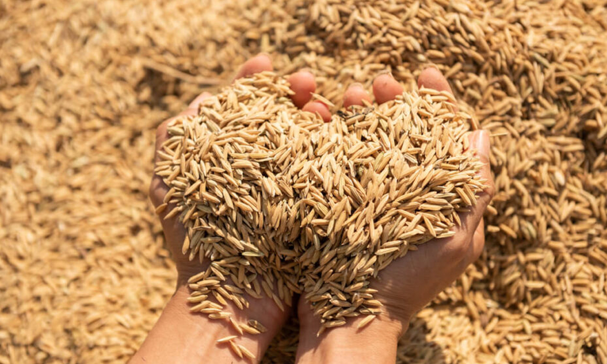 paddy । రూ.10149 కోట్ల ధాన్యం కొనుగోళ్లు.. సన్న వడ్లకు రూ.939 కోట్ల బోనస్ paddy । రూ.10149 కోట్ల ధాన్యం కొనుగోళ్లు.. సన్న వడ్లకు రూ.939 కోట్ల బోనస్