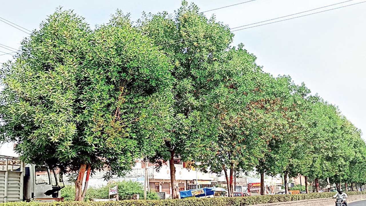 Cono Corpus Trees: తెలంగాణలో.. ఆ మొక్కలను పీకేయించండి..! Cono Corpus Trees: తెలంగాణలో.. ఆ మొక్కలను పీకేయించండి..!