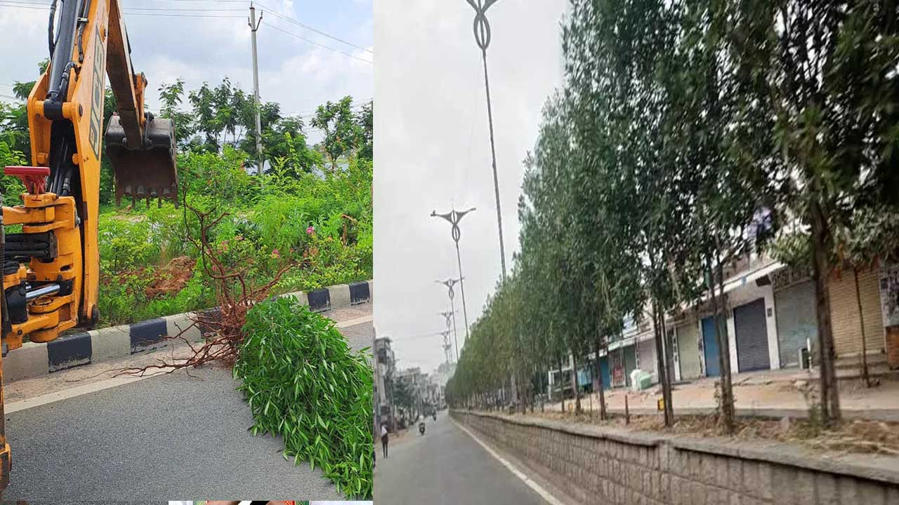 Conocarpus Trees: ‘ఈ చెట్లు యమ డేంజర్’.. స్పీకర్ ఎందుకన్నట్టు? Conocarpus Trees: ‘ఈ చెట్లు యమ డేంజర్’.. స్పీకర్ ఎందుకన్నట్టు?