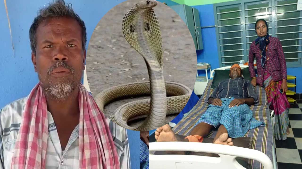 Snake Bites: 103 సార్లు పాముల కాటు.. ప్రతిసారి పునర్జన్మ! Snake Bites: 103 సార్లు పాముల కాటు.. ప్రతిసారి పునర్జన్మ!