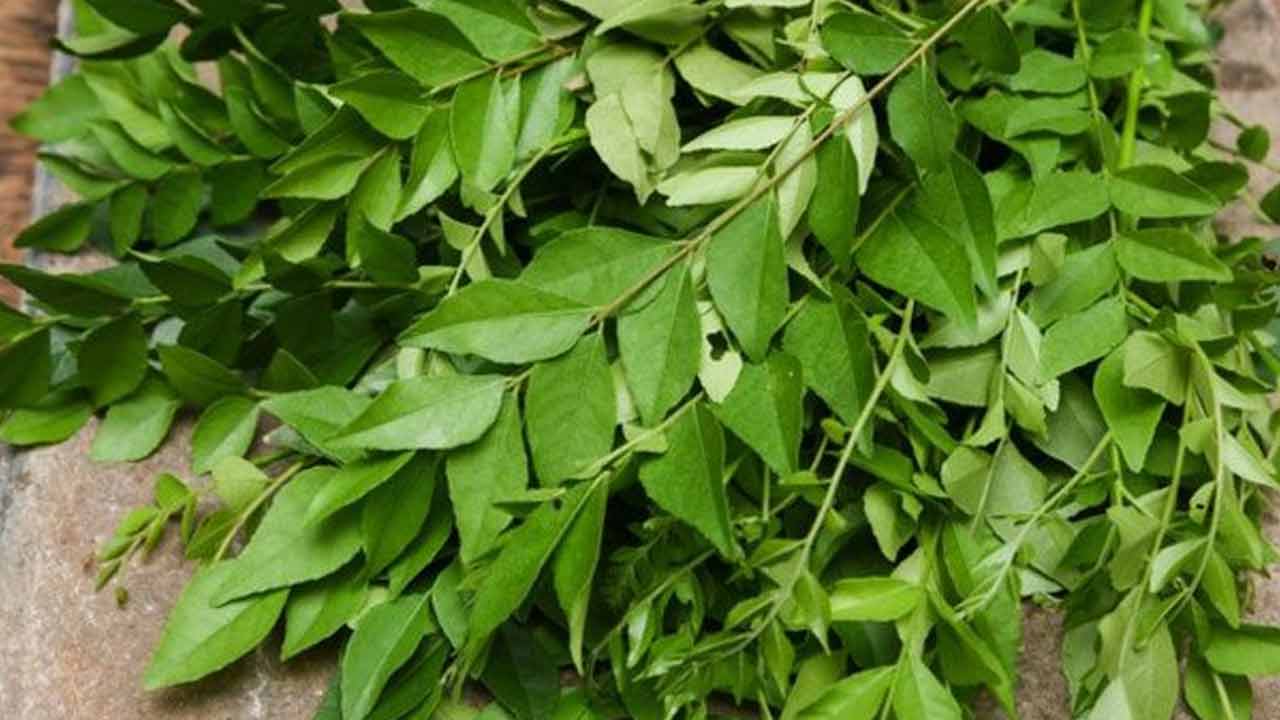 Diabetes: ఈ ఆకు.. షుగర్ పేషంట్లకు దివ్యఔషధం Diabetes: ఈ ఆకు.. షుగర్ పేషంట్లకు దివ్యఔషధం