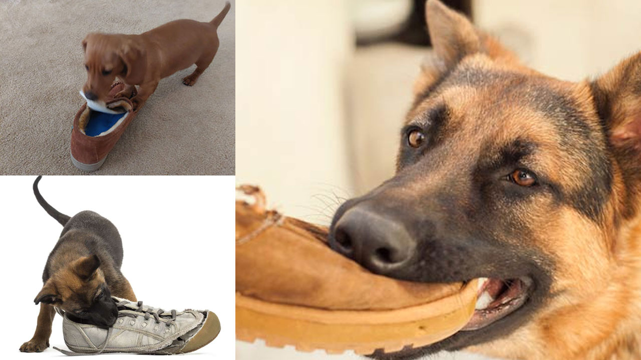Dog Biting: కుక్కలు చెప్పులను ఎందుకు కొరుకుతాయో తెలుసా? Dog Biting: కుక్కలు చెప్పులను ఎందుకు కొరుకుతాయో తెలుసా?