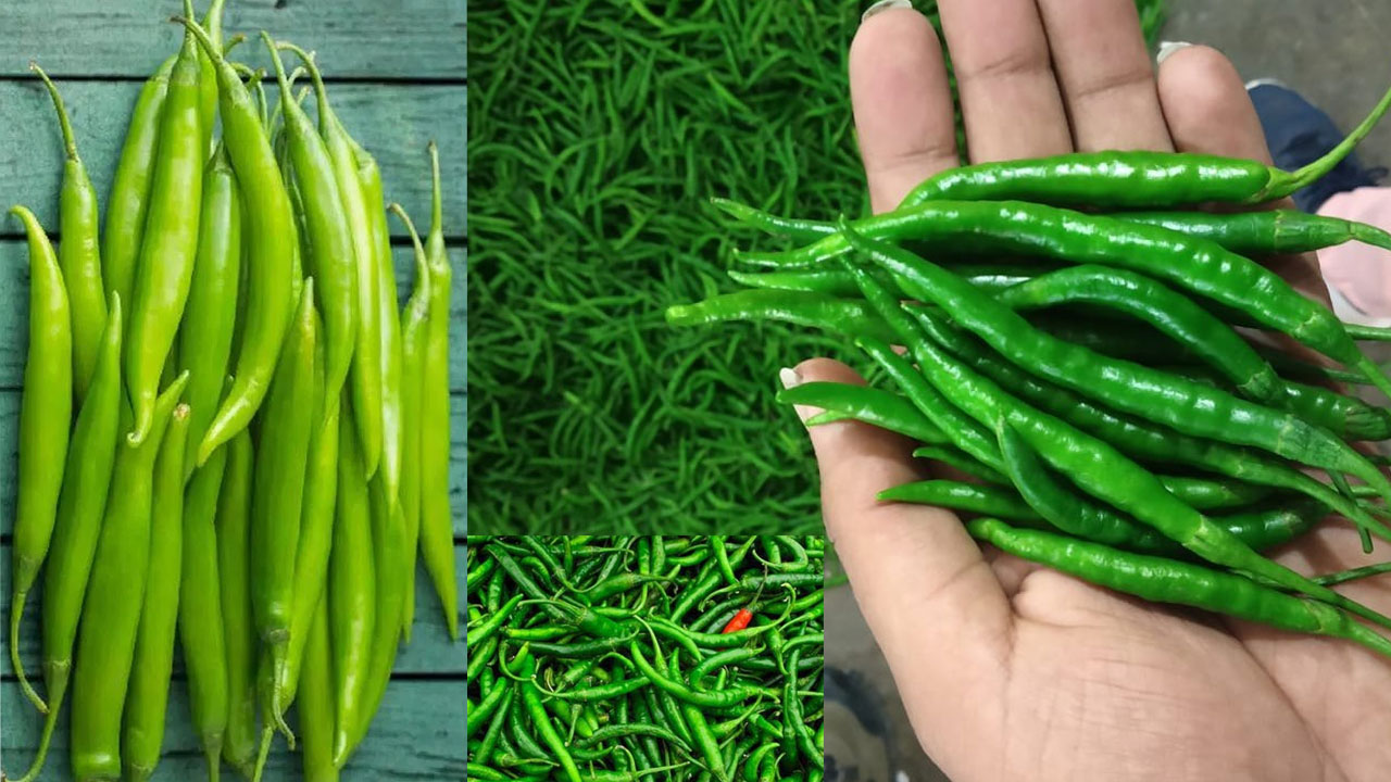 Green Chillies: పచ్చిమిర్చిని.. బాగా నమిలి తింటే జీర్ణం సులభమవుతుందా? Green Chillies: పచ్చిమిర్చిని.. బాగా నమిలి తింటే జీర్ణం సులభమవుతుందా?