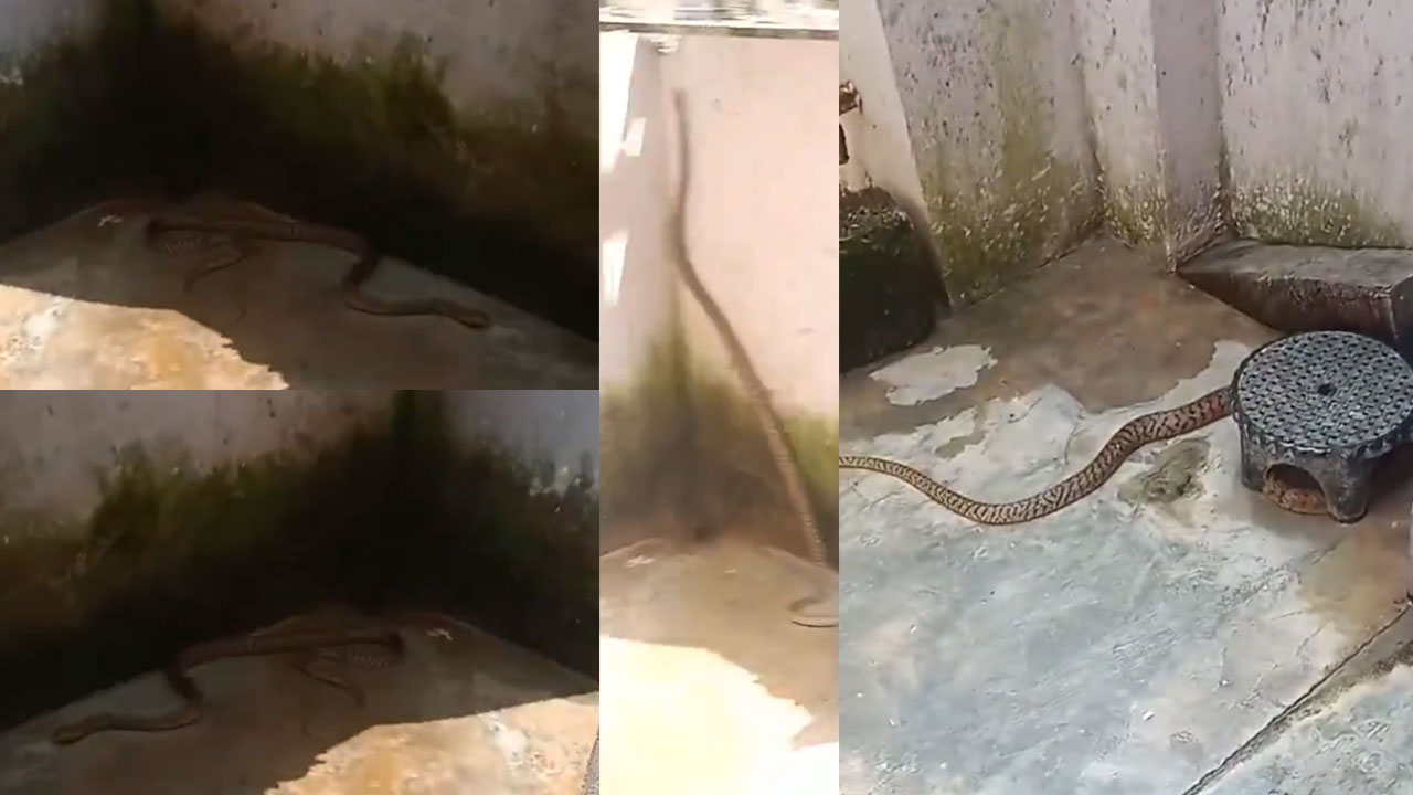 Shocking Snake Video: వామ్మో పాము.. కొద్దిలో గులాబ్ జామ్లు గడగడలాడించిందిగా! (వీడియో) గుండె ధైర్యం ఉంటేనే చూడండి Shocking Snake Video: వామ్మో పాము.. కొద్దిలో గులాబ్ జామ్లు గడగడలాడించిందిగా! (వీడియో) గుండె ధైర్యం ఉంటేనే చూడండి