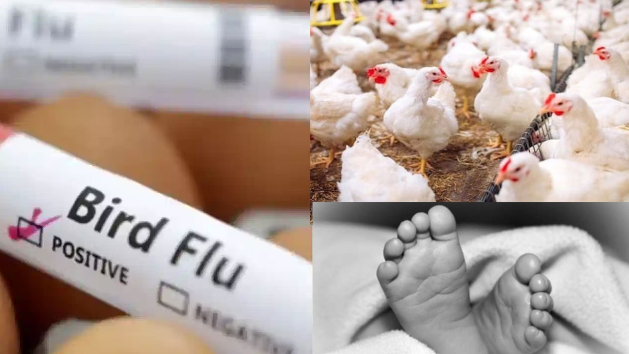 Bird Flu: ఏపీలో తొలి బర్డ్ ఫ్లూ వైరస్ మరణం..రెండేళ్ల చిన్నారి మృతి! Bird Flu: ఏపీలో తొలి బర్డ్ ఫ్లూ వైరస్ మరణం..రెండేళ్ల చిన్నారి మృతి!