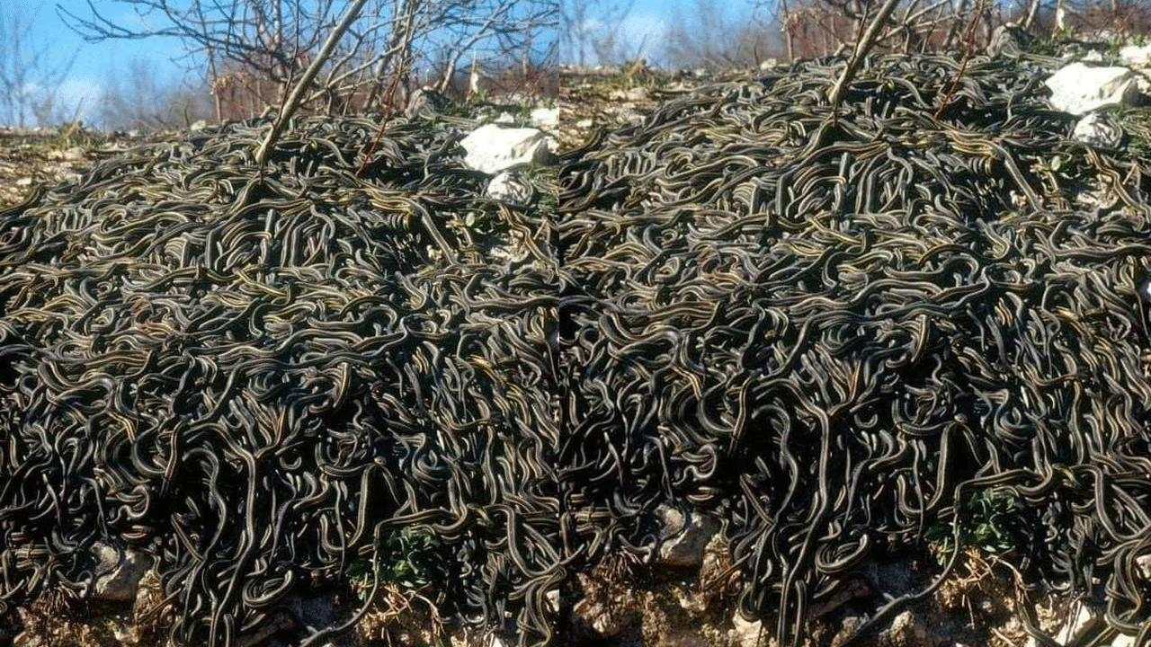 Snake Dens | దాదాపు లక్షన్నర పాములు ‘కలిసే’ అతిపెద్ద ‘పాముల జాతర’ ఎక్కడో తెలుసా? Snake Dens | దాదాపు లక్షన్నర పాములు ‘కలిసే’ అతిపెద్ద ‘పాముల జాతర’ ఎక్కడో తెలుసా?