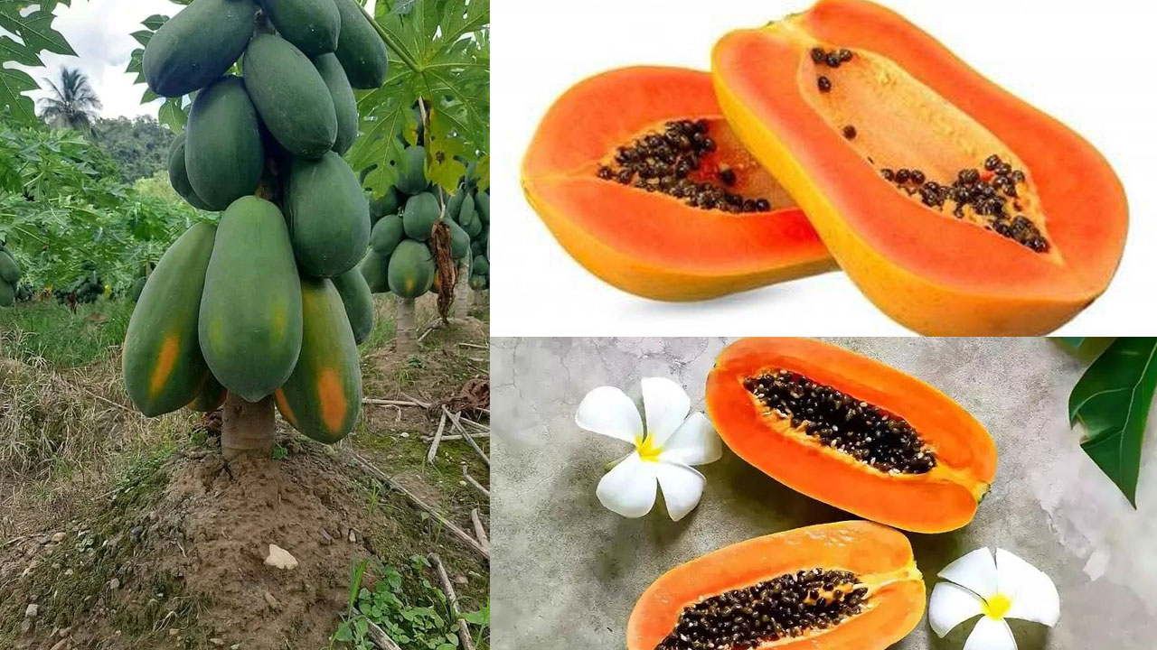 Papaya: పరిగడపున బొప్పాయి తింటే.. ఇన్ని లాభాలా Papaya: పరిగడపున బొప్పాయి తింటే.. ఇన్ని లాభాలా