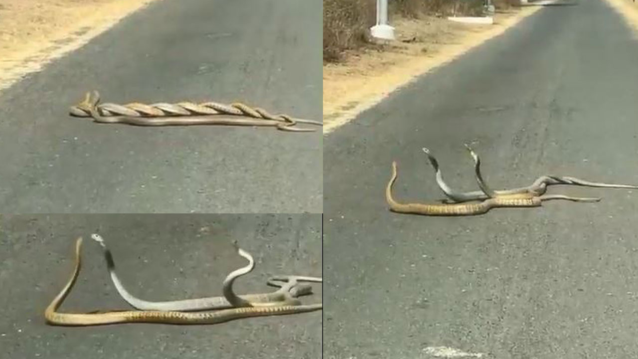 Viral: వామ్మో.. పాముల ట్రయంగిల్ లవ్ స్టోరీ? నడి రోడ్డుపై మూడు పాముల సయ్యాట! Video Viral: వామ్మో.. పాముల ట్రయంగిల్ లవ్ స్టోరీ? నడి రోడ్డుపై మూడు పాముల సయ్యాట! Video