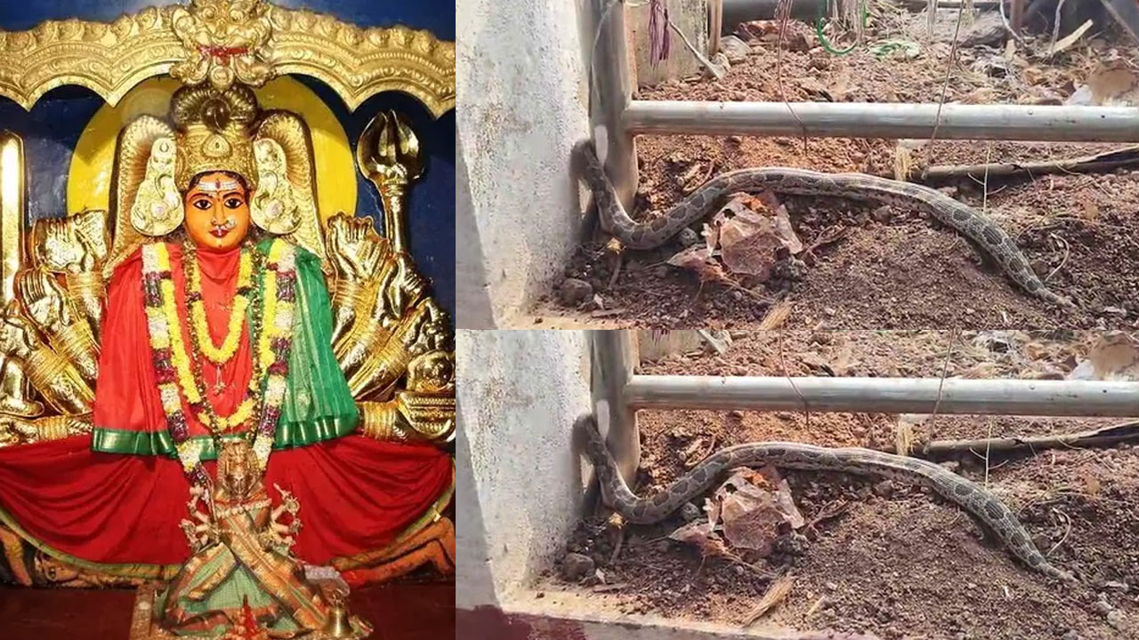 Python | వరంగల్ భద్రకాళి ఆలయంలో కొండచిలువ! (వీడియో) Python | వరంగల్ భద్రకాళి ఆలయంలో కొండచిలువ! (వీడియో)