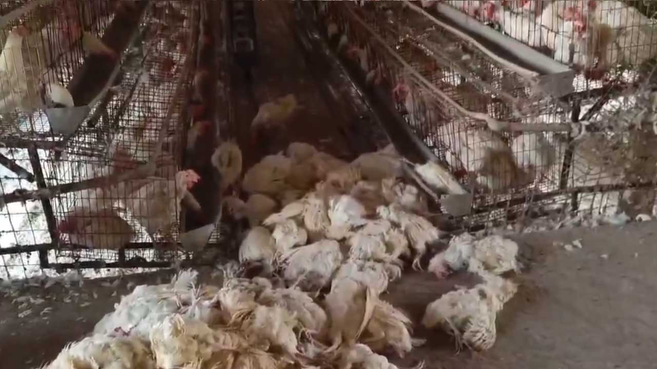 Bird Flu: తెలంగాణలో.. బర్డ్ ఫ్లూ విజృంభణ! ఆ ప్రాంత వాసులు జాగ్రత్త Bird Flu: తెలంగాణలో.. బర్డ్ ఫ్లూ విజృంభణ! ఆ ప్రాంత వాసులు జాగ్రత్త