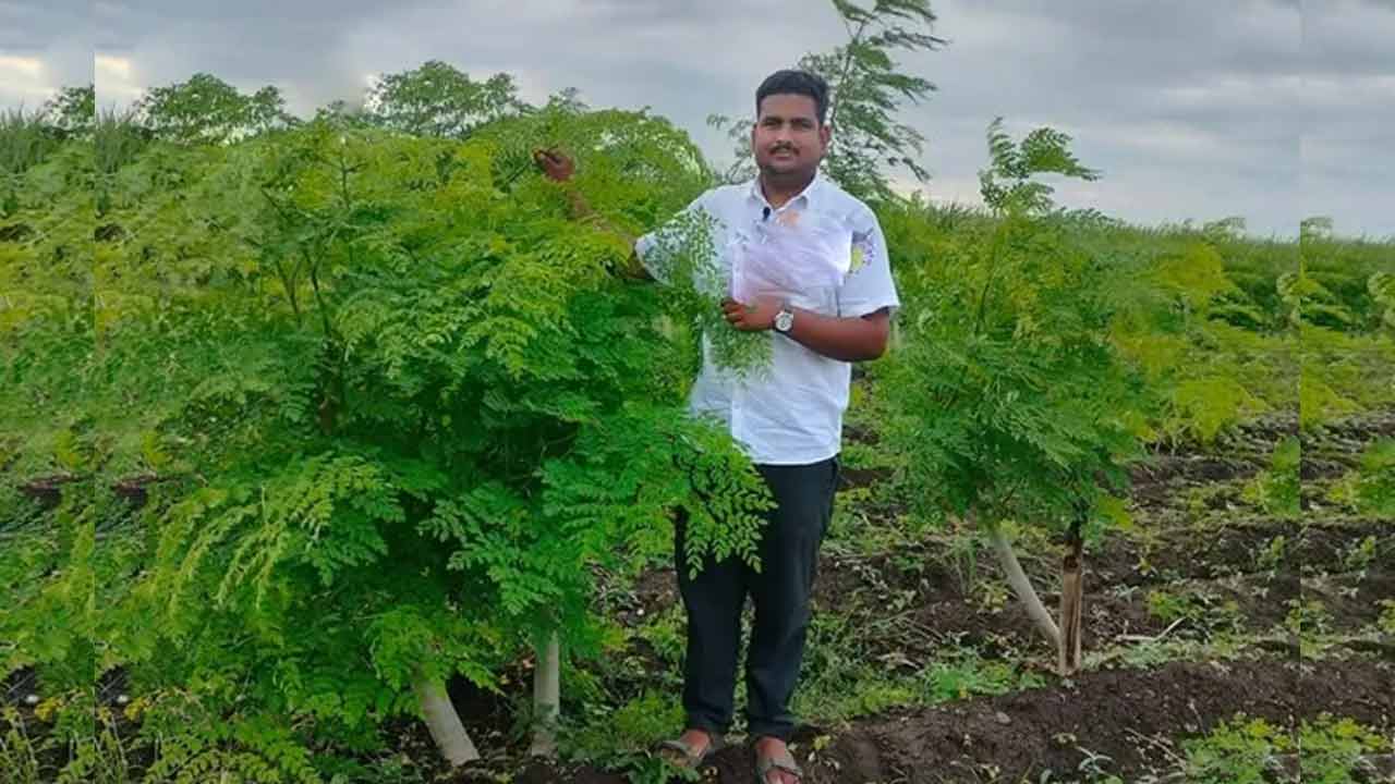 Drumsticks | మునగకాయలతో రూ. 36 లక్షలు సంపాదిస్తున్న కుర్రాడు.. అదేలాగో తెలుసా..? Drumsticks | మునగకాయలతో రూ. 36 లక్షలు సంపాదిస్తున్న కుర్రాడు.. అదేలాగో తెలుసా..?