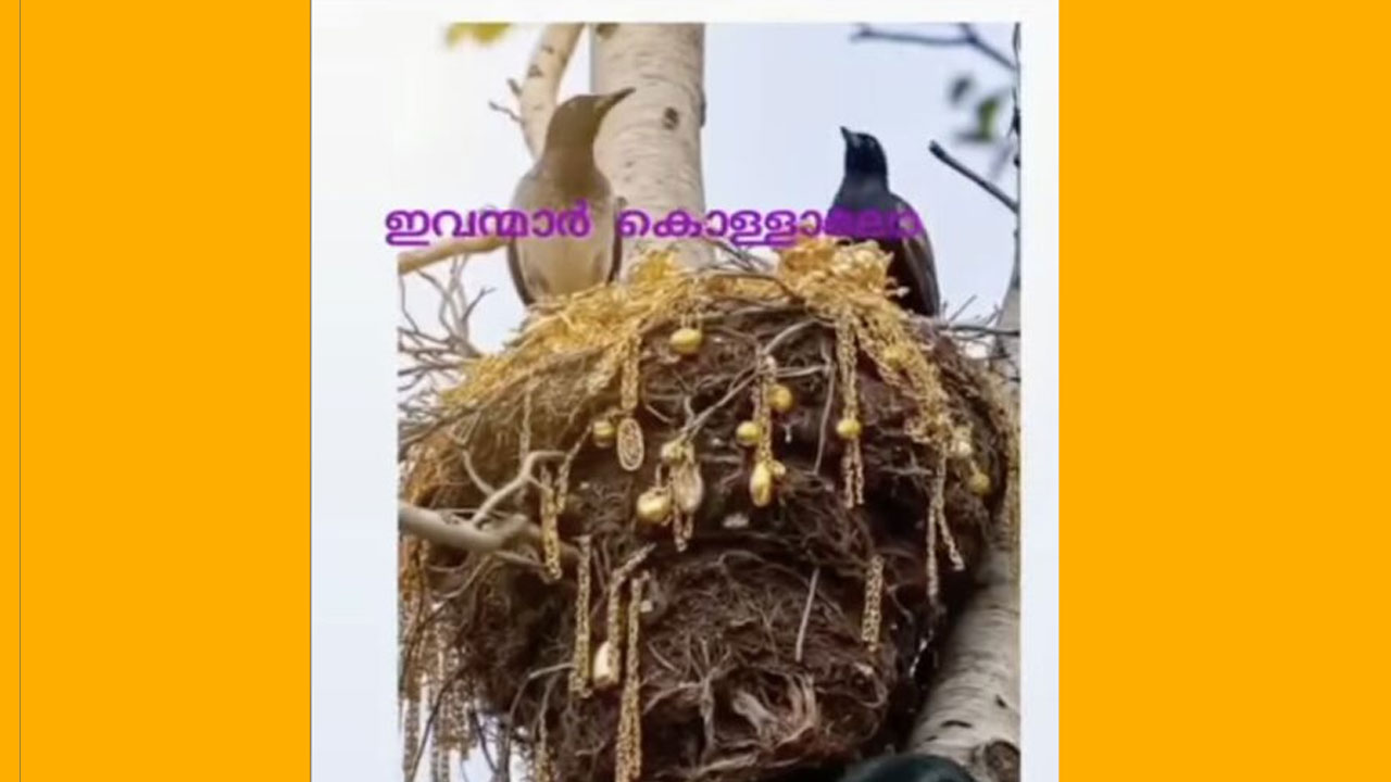 Viral Video | కిలో బంగారు నగలు ఎత్తుకెళ్లి గూడు కట్టుకున్న పక్షులు! నిజమేనా? Viral Video | కిలో బంగారు నగలు ఎత్తుకెళ్లి గూడు కట్టుకున్న పక్షులు! నిజమేనా?
