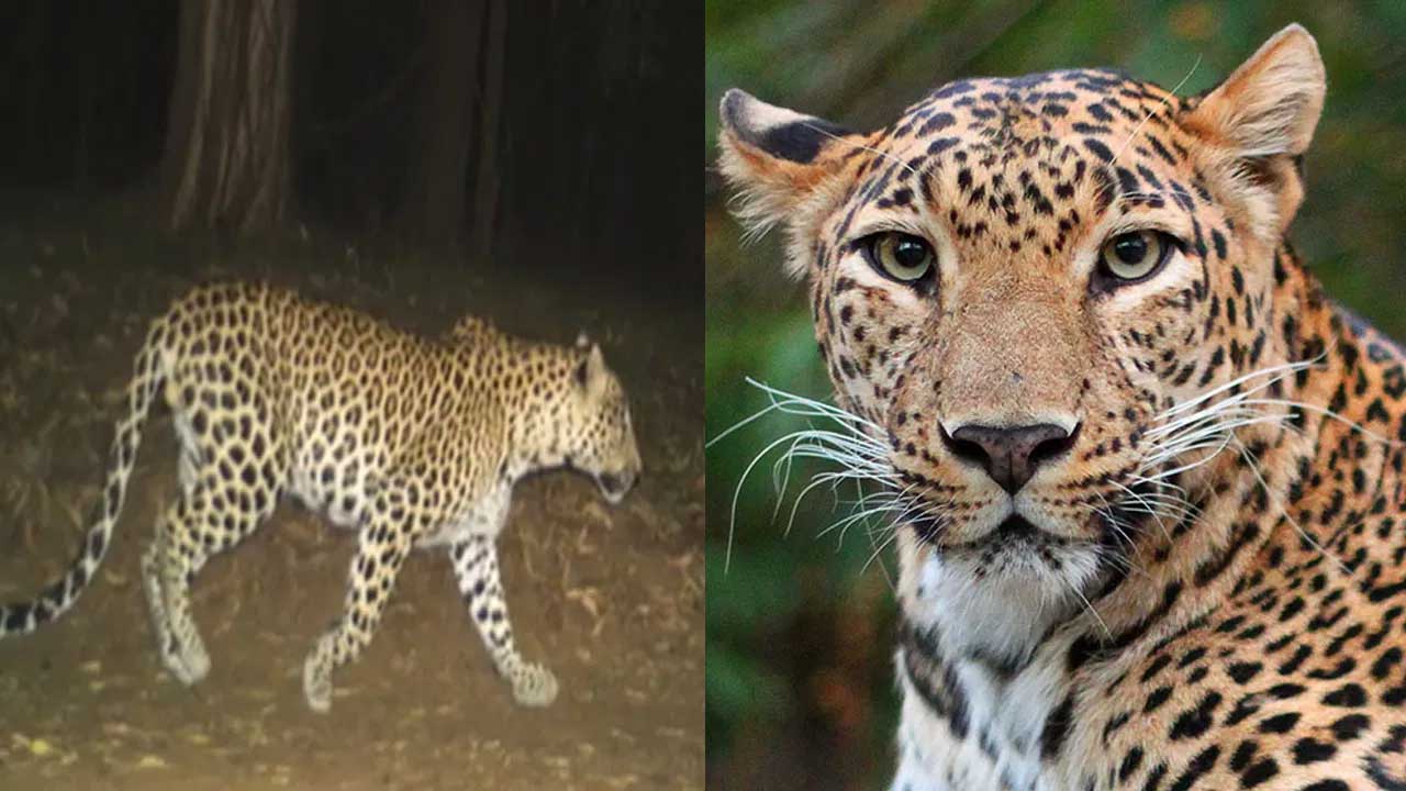 Leopard: ఇక్రిశాట్ లో మరో చిరుత! Leopard: ఇక్రిశాట్ లో మరో చిరుత!