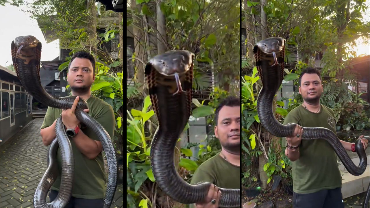 King Cobra | బుసలు కొడుతున్న 19 అడుగుల కింగ్ కోబ్రాతో ఆ ఆటలేంట్రా బాబూ! King Cobra | బుసలు కొడుతున్న 19 అడుగుల కింగ్ కోబ్రాతో ఆ ఆటలేంట్రా బాబూ!
