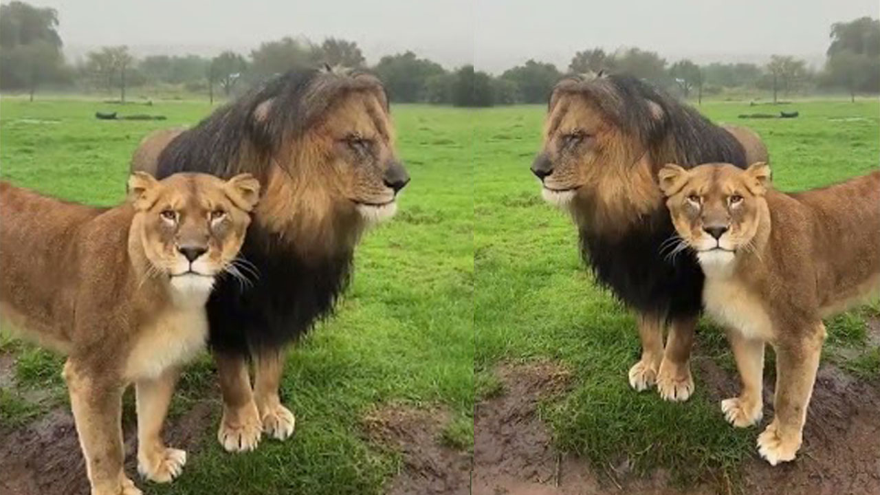 Viral Video: అలిగిన సింహరాజు.. బుజ్జగించిన సివంగి! Viral Video: అలిగిన సింహరాజు.. బుజ్జగించిన సివంగి!