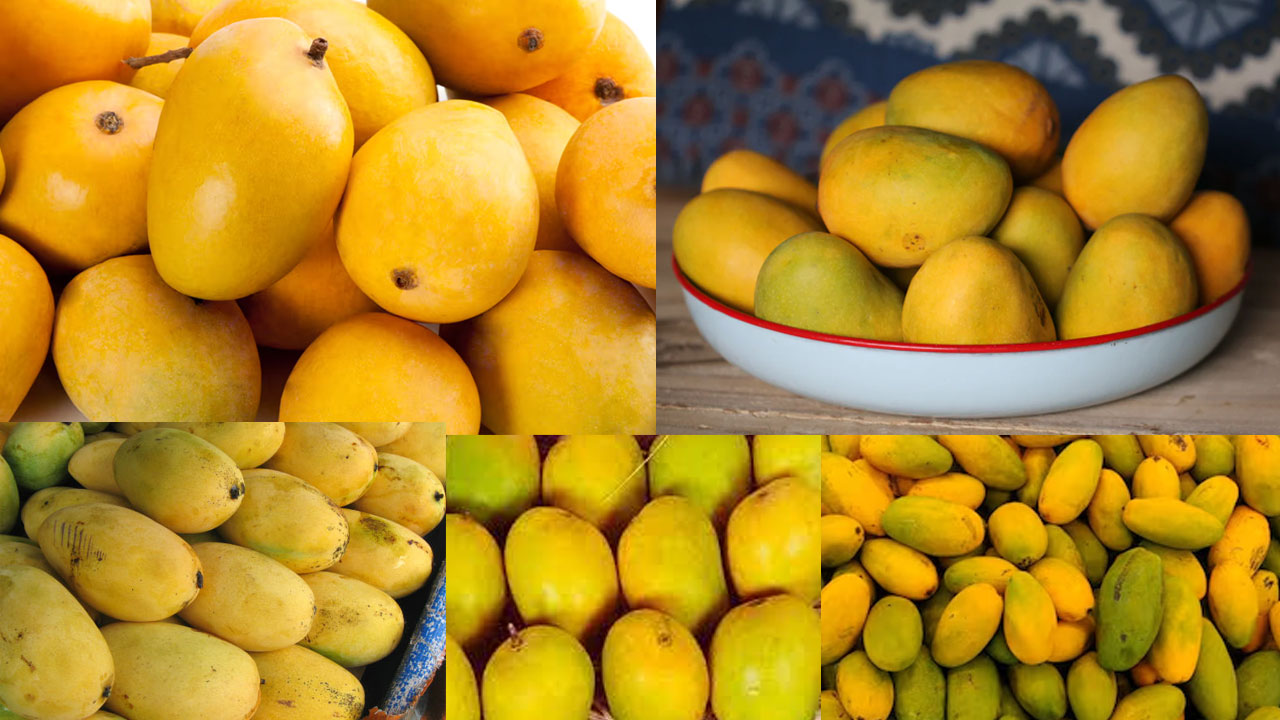 Mango: కల్తీ మామిడి పండ్లను.. గుర్తించండిలా! Mango: కల్తీ మామిడి పండ్లను.. గుర్తించండిలా!