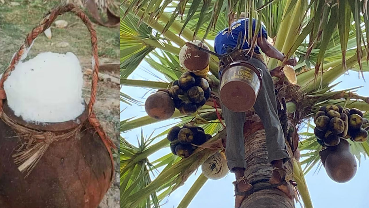 Palm: వేసవిలో.. అమృతం ఈ డ్రింక్! Palm: వేసవిలో.. అమృతం ఈ డ్రింక్!