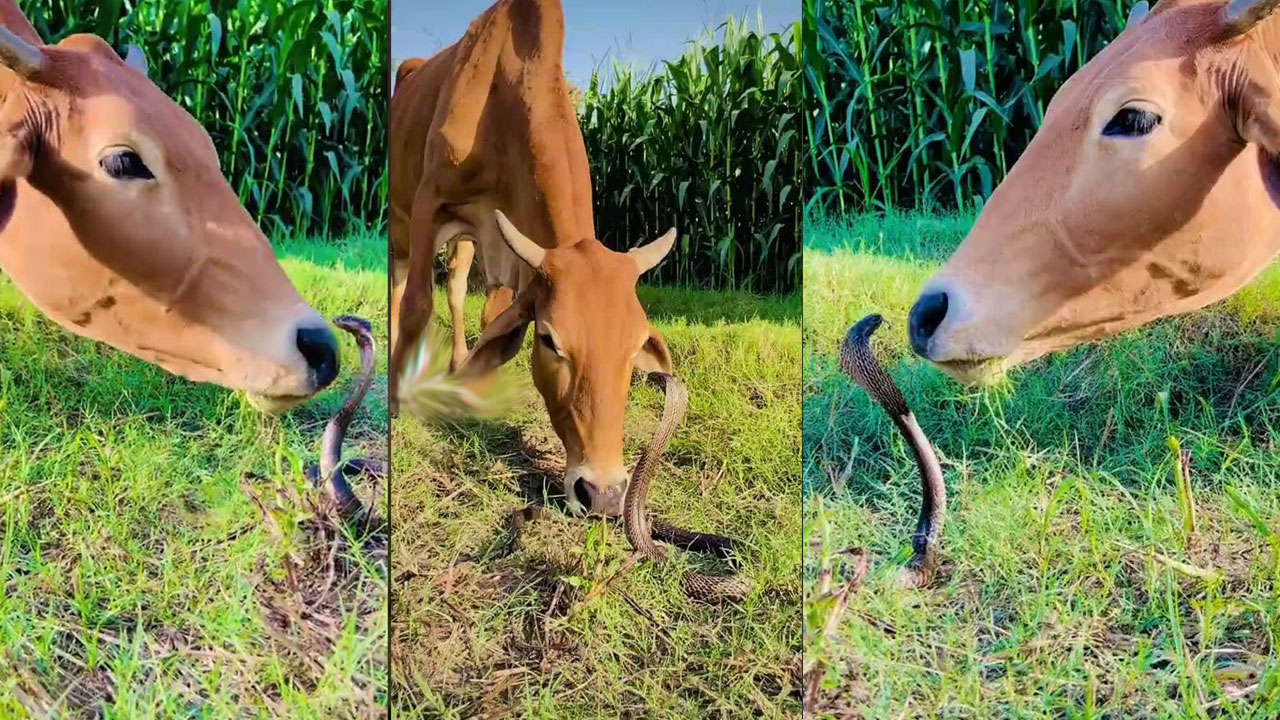 Viral | కింగ్ కోబ్రా, ఆవు.. ఫ్రెండ్షిప్ భలే ఉందిగా Viral | కింగ్ కోబ్రా, ఆవు.. ఫ్రెండ్షిప్ భలే ఉందిగా