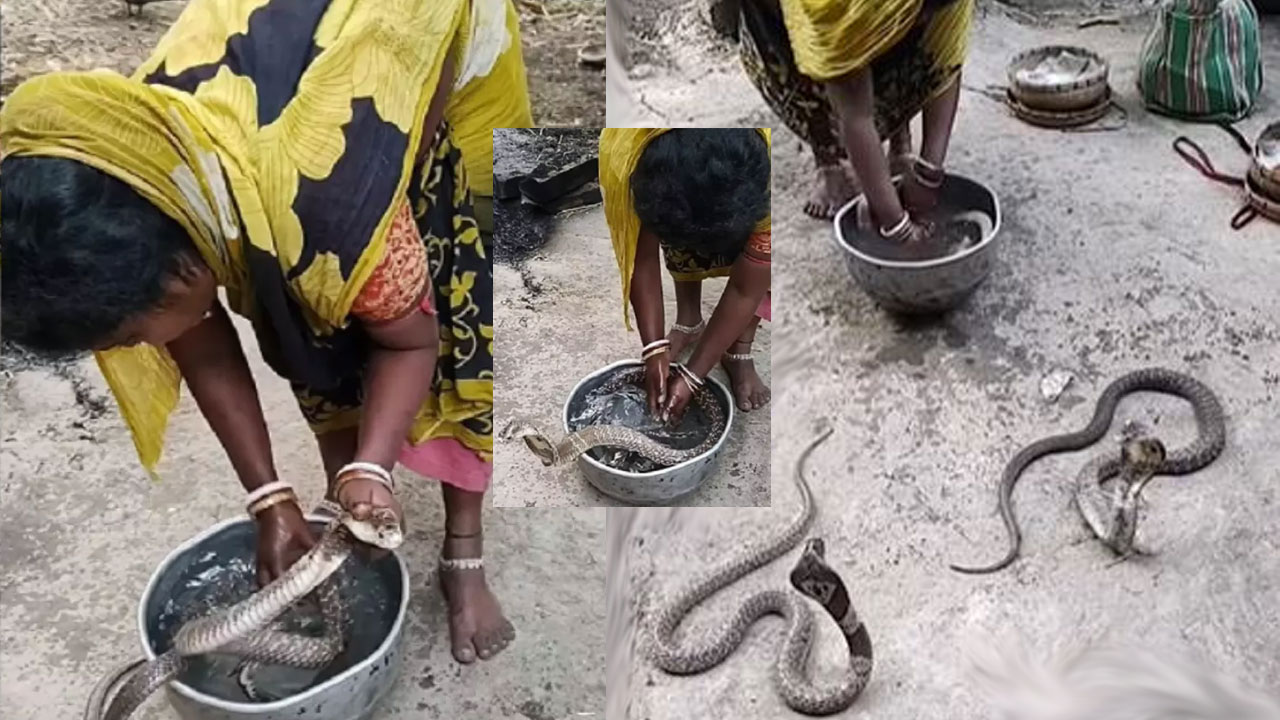 Snakes Bath | పాములకు లాల పోస్తున్న మహిళ.. వీడియో వైరల్! Snakes Bath | పాములకు లాల పోస్తున్న మహిళ.. వీడియో వైరల్!