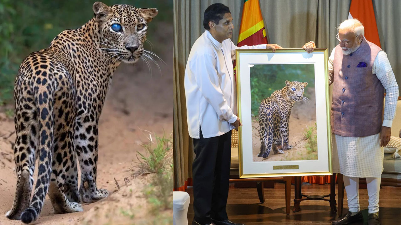 leopard | మోదీకి శ్రీలంక నేత స్పెషల్ గిఫ్ట్..! ఆ ఫొటో వెనుక అంత స్టోరీ ఉందా.. ఆ చిరుత ప్రత్యేకత ఏంటో తెలుసా? leopard | మోదీకి శ్రీలంక నేత స్పెషల్ గిఫ్ట్..! ఆ ఫొటో వెనుక అంత స్టోరీ ఉందా.. ఆ చిరుత ప్రత్యేకత ఏంటో తెలుసా?