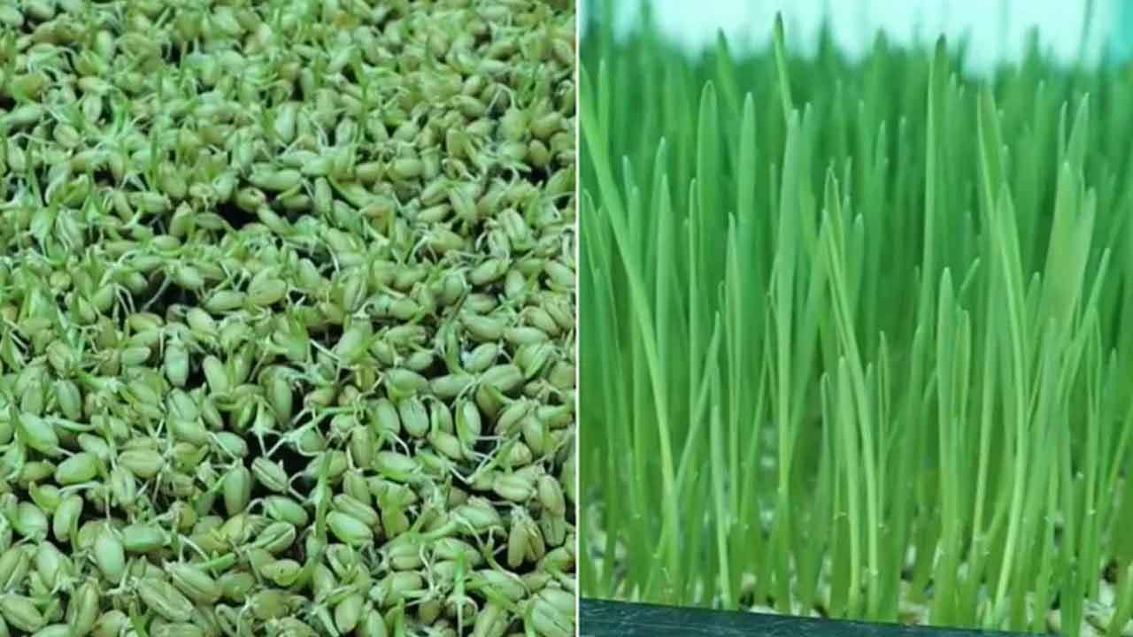 Wheatgrass | గోధుమ గడ్డి వ్యాపారం.. నెలకు రూ. 2 లక్షలు సంపాదిస్తున్న హైదరాబాదీ..! Wheatgrass | గోధుమ గడ్డి వ్యాపారం.. నెలకు రూ. 2 లక్షలు సంపాదిస్తున్న హైదరాబాదీ..!