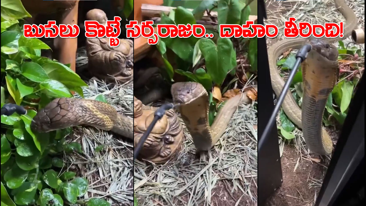 King Cobra | వామ్మో.. పాము నీళ్లు ఎలా తాగుతుందో చూడండి! King Cobra | వామ్మో.. పాము నీళ్లు ఎలా తాగుతుందో చూడండి!