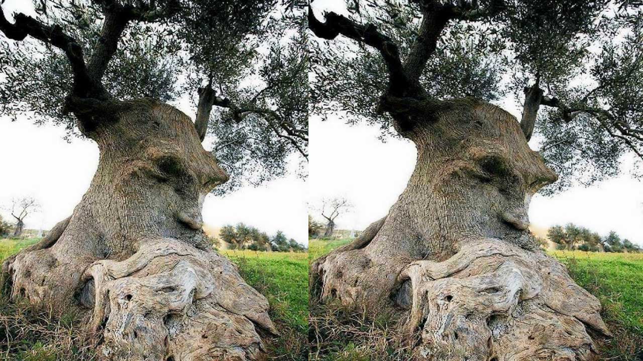 Strange Trees: మనిషి ఆకృతులతో వింతచెట్లు! Strange Trees: మనిషి ఆకృతులతో వింతచెట్లు!