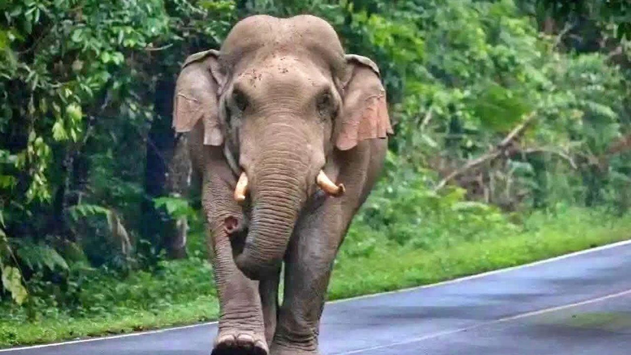 Kumki Elephants | ఆంధ్రాకు.. ఆరు సుశిక్షిత కర్ణాటక ఏనుగులు! ఎందుకంటే? Kumki Elephants | ఆంధ్రాకు.. ఆరు సుశిక్షిత కర్ణాటక ఏనుగులు! ఎందుకంటే?