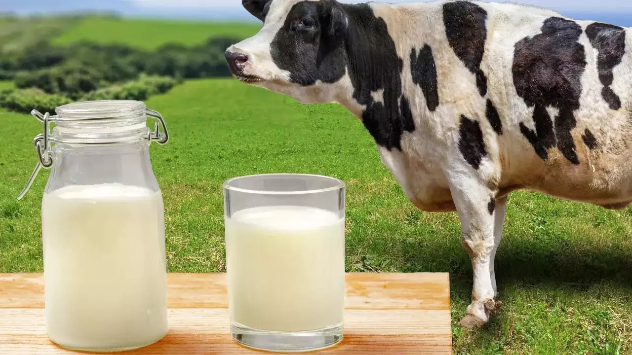 Milk: దేశంలో ప్రతి ముగ్గురిలో ఒకరి డ్రింక్ పాలు: జెర్సీ నివేదిక Milk: దేశంలో ప్రతి ముగ్గురిలో ఒకరి డ్రింక్ పాలు: జెర్సీ నివేదిక