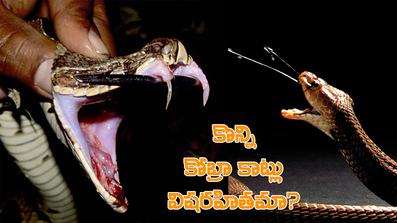 Cobra Dry Bites | కోబ్రా కాట్లన్నీ విషపూరితమేనా? వాటి విషం, పొడి కాట్ల వెనుక రహస్యాలేంటి? Cobra Dry Bites | కోబ్రా కాట్లన్నీ విషపూరితమేనా? వాటి విషం, పొడి కాట్ల వెనుక రహస్యాలేంటి?