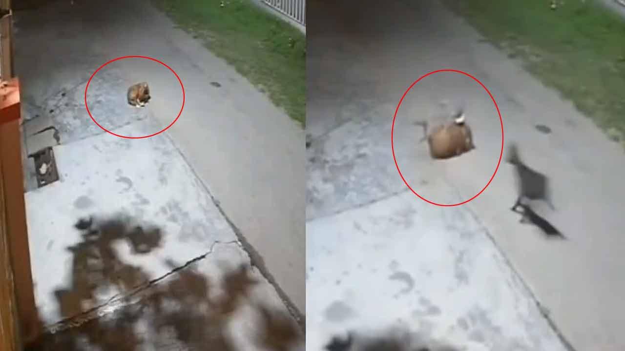 Dogs Vs Leopard | చిరుత పులిని తరిమికొట్టిన గ్రామ సింహాలు.. వీధి కుక్కల తెగువపై ప్రసంశల జల్లు Dogs Vs Leopard | చిరుత పులిని తరిమికొట్టిన గ్రామ సింహాలు.. వీధి కుక్కల తెగువపై ప్రసంశల జల్లు