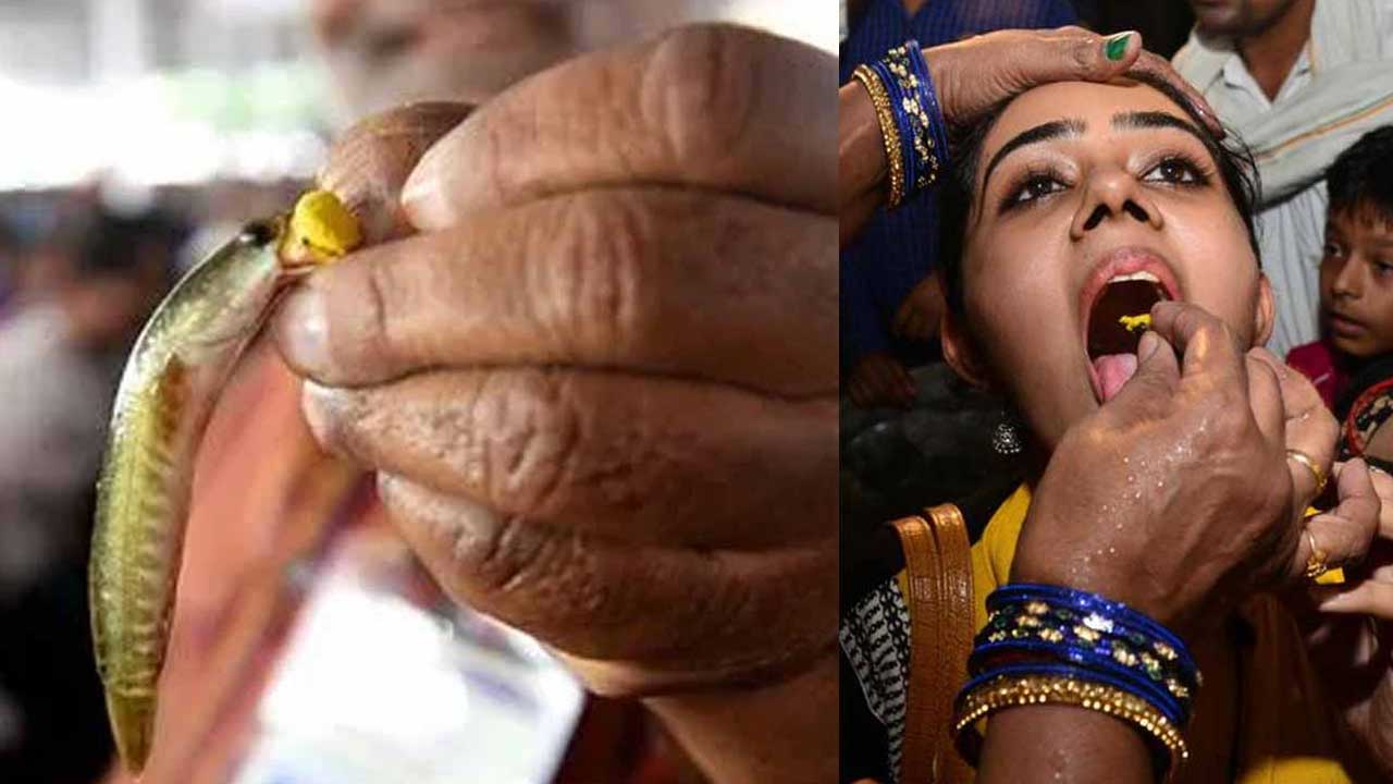 Fish Prasadam: జూన్ 8 ఉదయం చేప ప్రసాదం పంపిణీ! Fish Prasadam: జూన్ 8 ఉదయం చేప ప్రసాదం పంపిణీ!